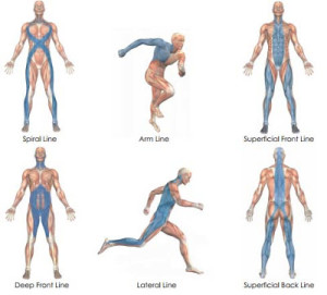 MYOFASCIAL_LINES